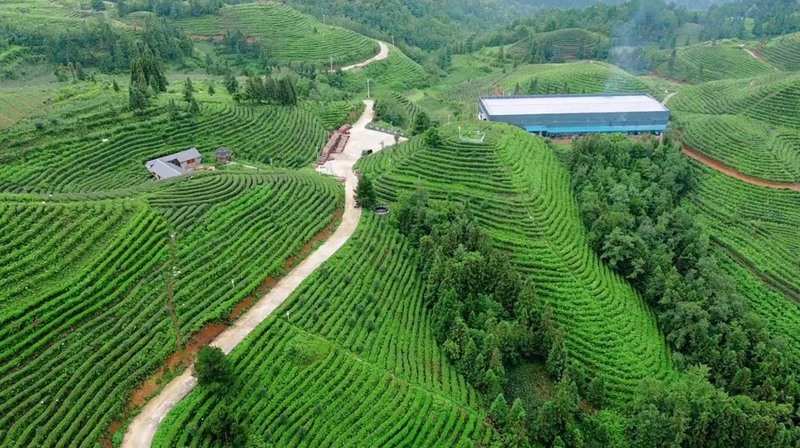 江龙茶山。