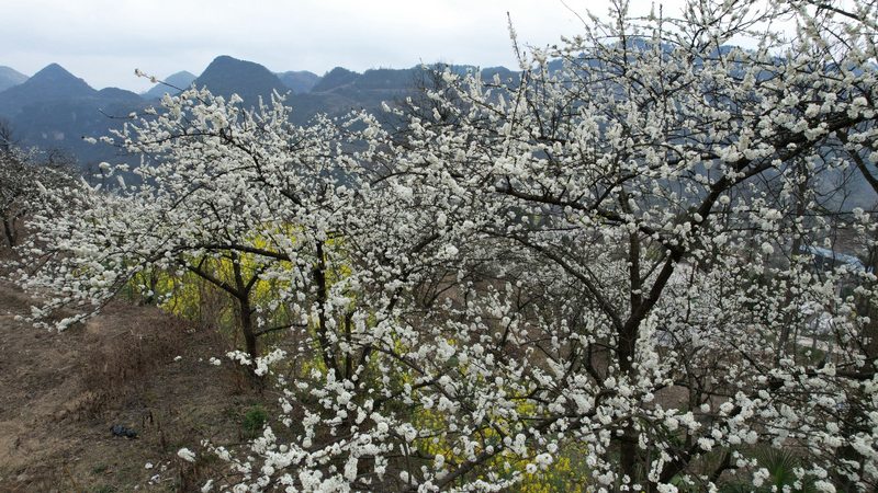 修文縣小箐鎮小箐村的“郭田酥李”熱情盛開。姜繼恆攝