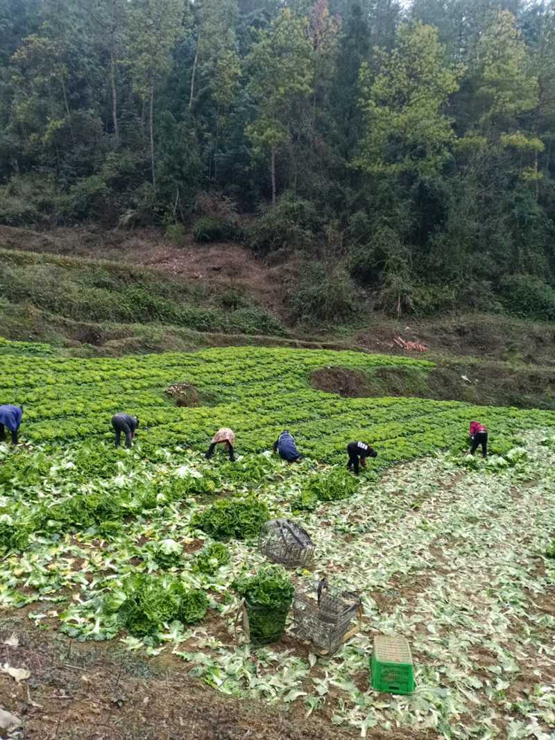 图为：农民正在有序收割白菜