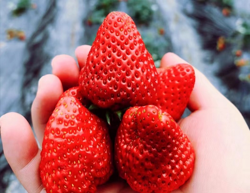 一颗颗鲜红娇嫩、粒大饱满的草莓.jpg