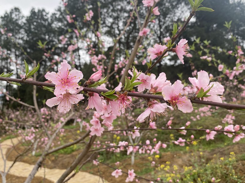 盛开的桃花。
