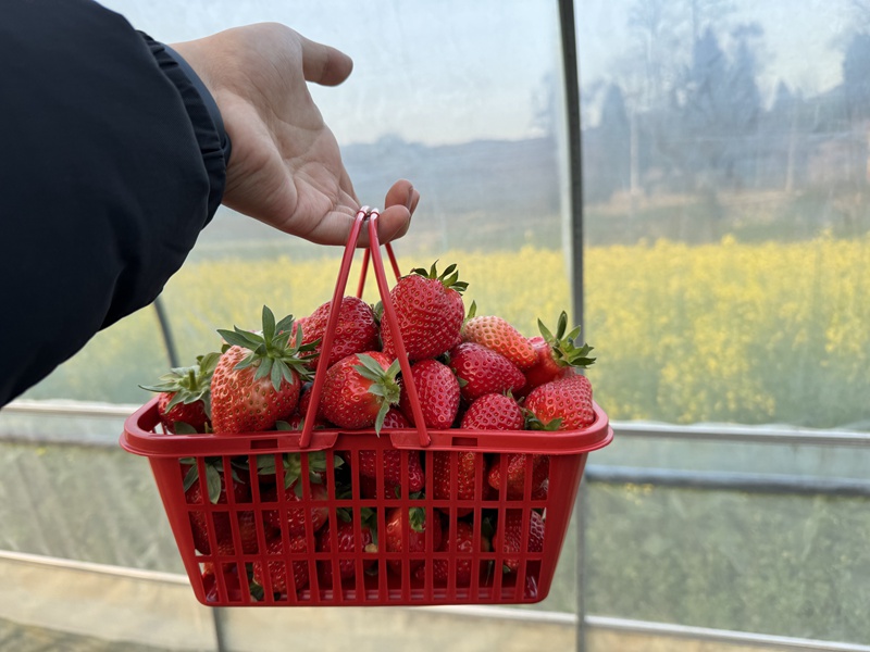 图为：游客采摘好的草莓