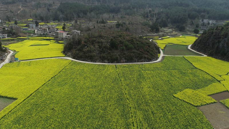 成片的油菜花田.jpg