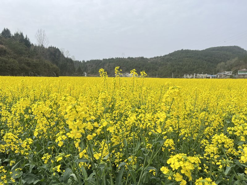 一望无垠的油菜花田.jpg