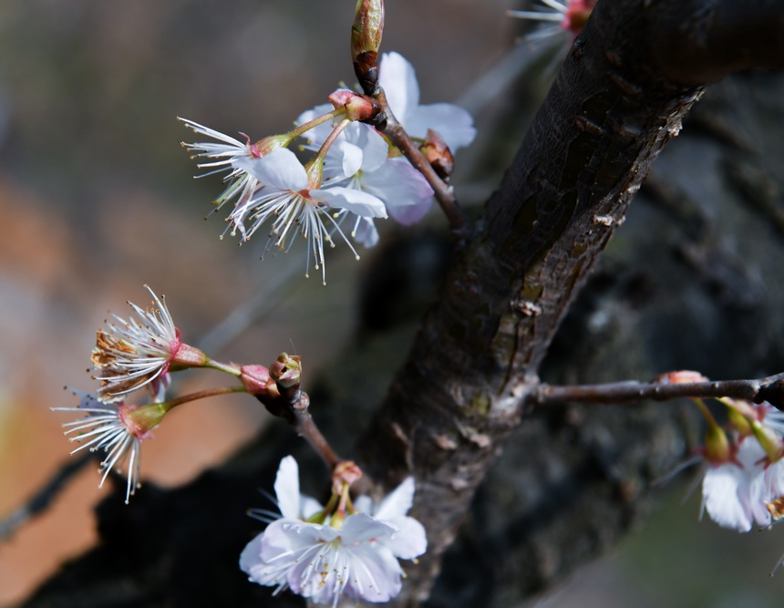 盐井村樱桃花盛开。