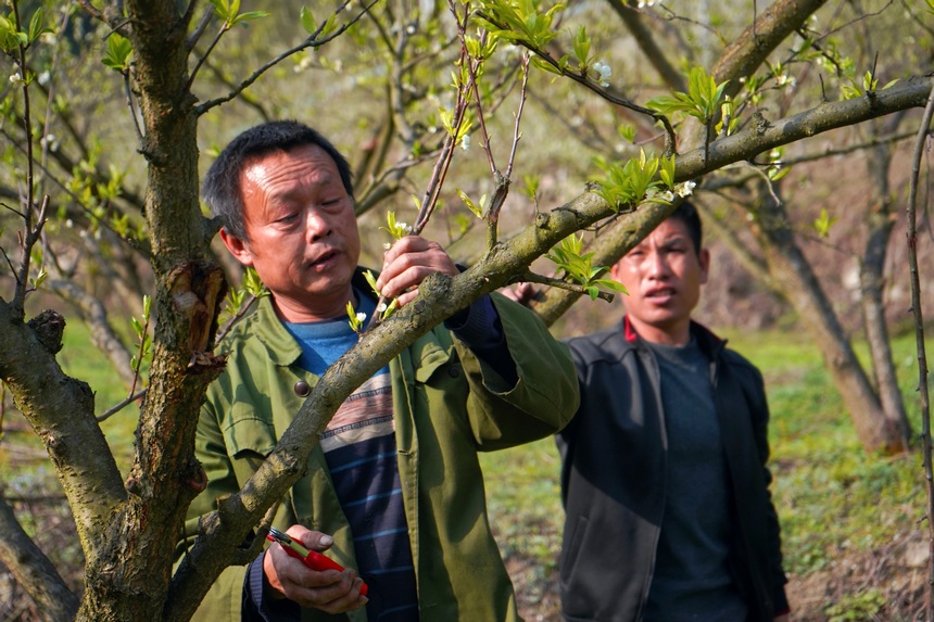 金沙县长坝镇石关村的果农正在修剪李树枝。杨洋摄
