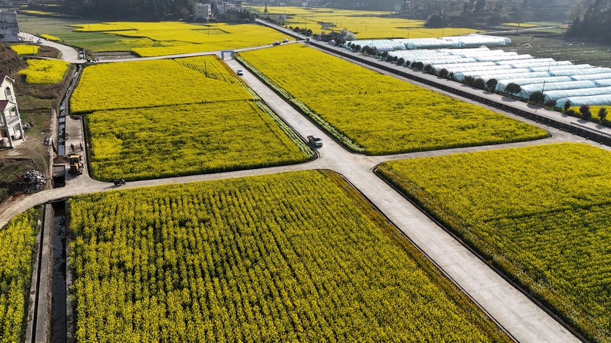 3月21日，位于石阡县龙井乡孔石化坝区的油菜花竞相绽放。代忠国摄