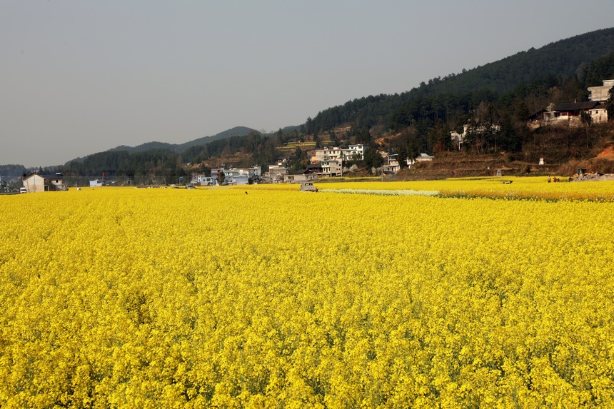 3月21日，位于石阡县龙井乡孔石化坝区的油菜花竞相绽放。杨文美摄