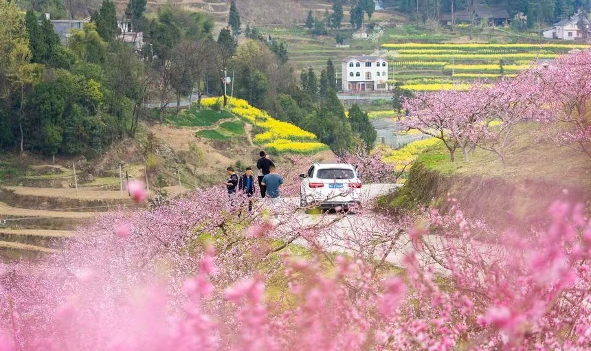 桃花盛开。