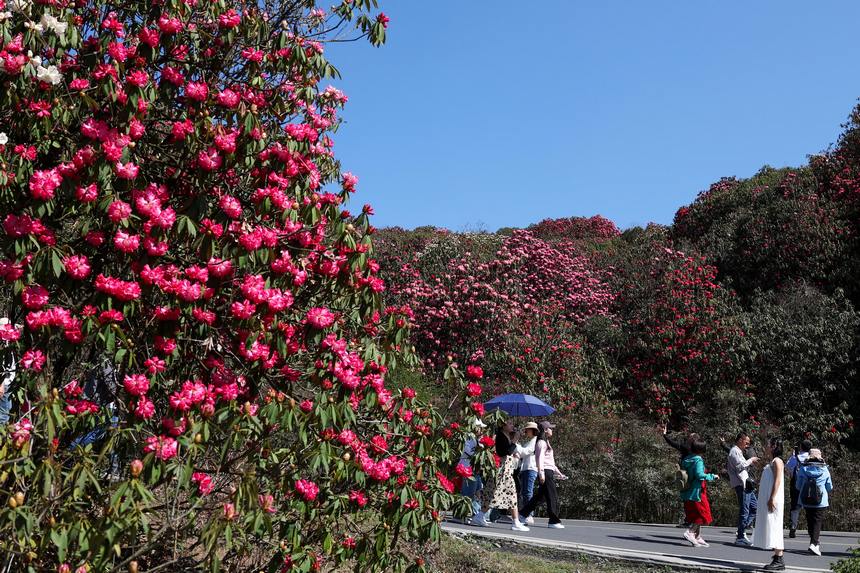 游客在贵州省毕节市百里杜鹃管理区普底景区游览观花。