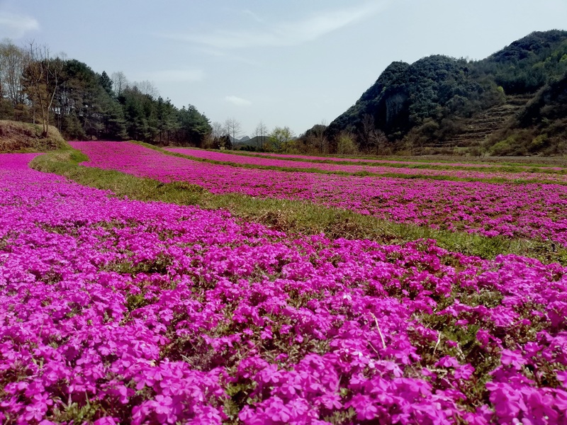 赫章縣興發鄉中寨村花卉基地美麗如畫。王永勝攝