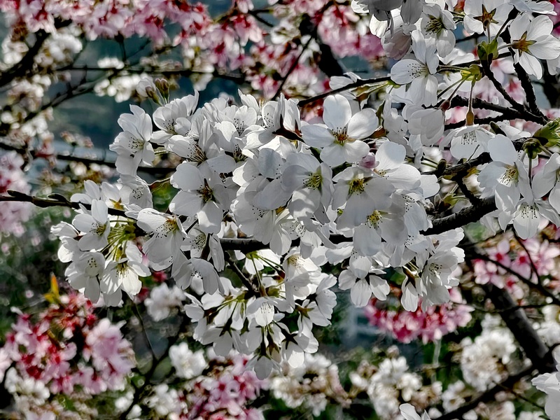 赫章县汉阳街道水坡村怒放的樱花。王永胜摄