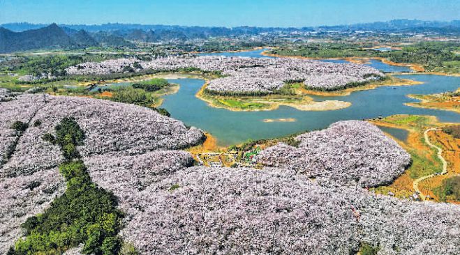 圖為3月25日拍攝的貴安櫻花園。楊才江攝