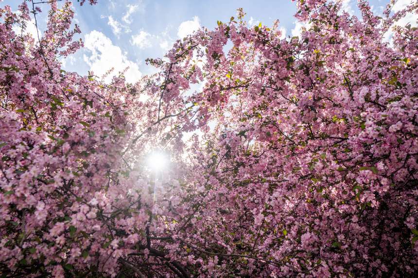 畢節市人民公園裡海棠花開正盛。羅大富攝