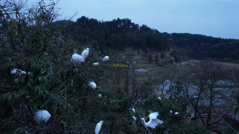 修文县阳明洞街道营官村的后龙山上,成百上千只白鹭栖息于此,引得游人惊叹。 金斌 摄.jpg