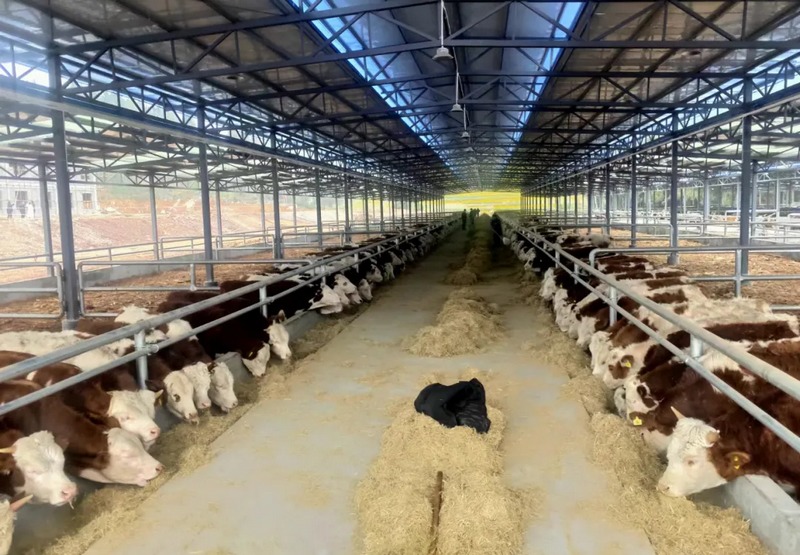  Riverside: develop beef cattle industry to promote rural revitalization