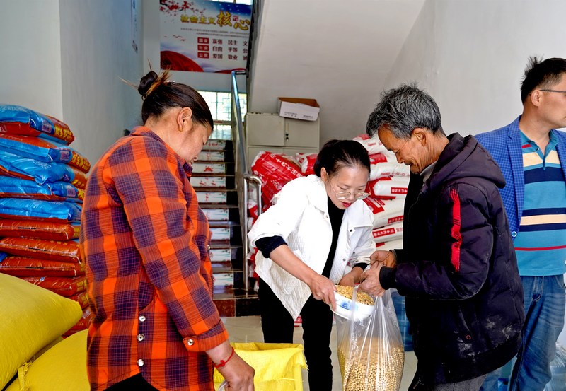 纳雍县宣慰街道坝子社区，村民在领取大豆种子。