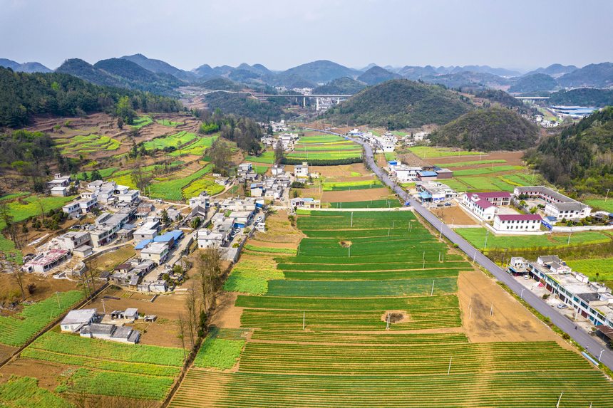 黔西市大关镇七里村麦田（无人机照片）。