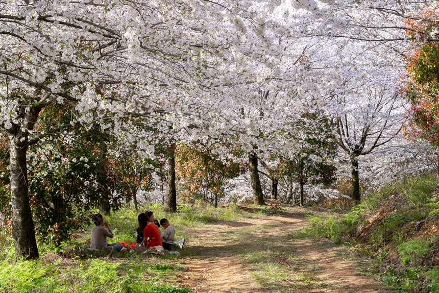 游客在櫻花園內賞花。 彭興健攝