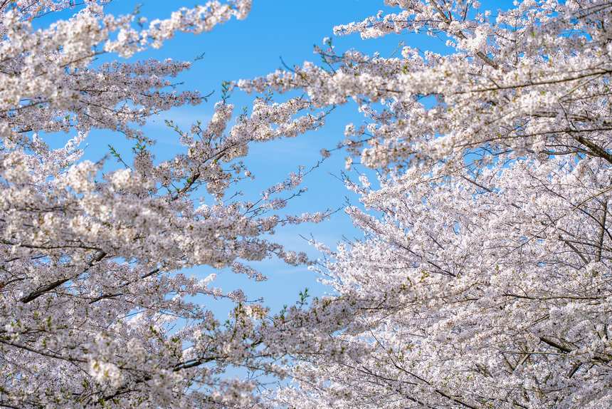 櫻花園內盛開的櫻花。彭興健攝