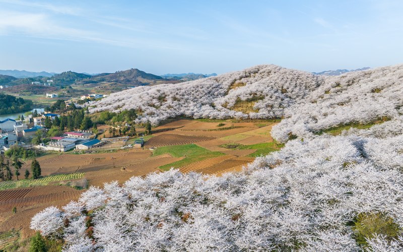 婁山觀·上春山 | 貴州安順：櫻花盛開 春色滿園