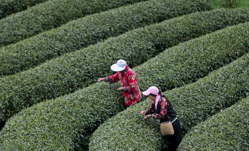 圖為：茶農在茶園裡面採茶