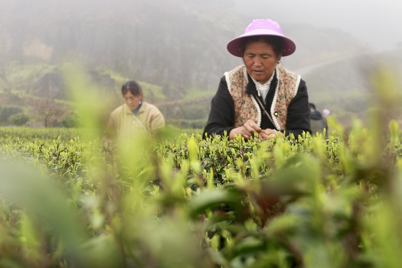 茶農採摘明前茶。黃梅梅 攝.jpg
