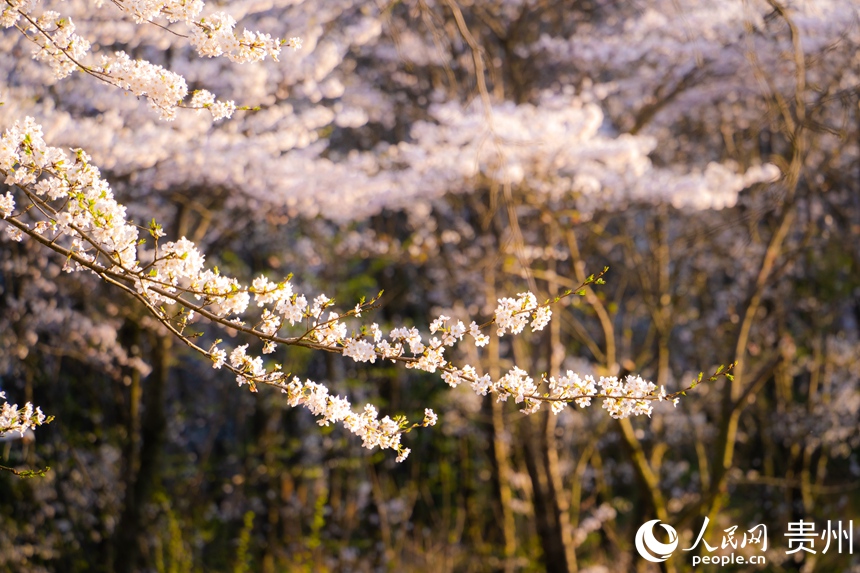 樱花园的70余万株樱花迎来盛花期。