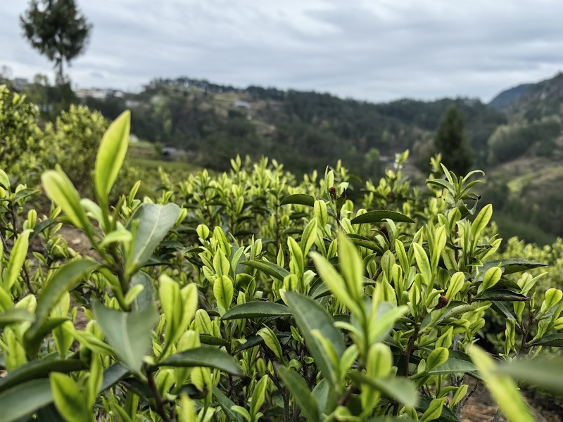 茶树冒出的嫩芽。