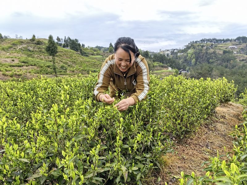 村民正在採茶。