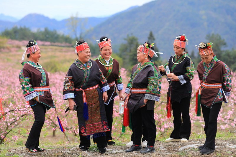 10. 3月27日 苗族婦女們在桃花林裡賞花，對唱苗族歌曲。（潘文 攝）