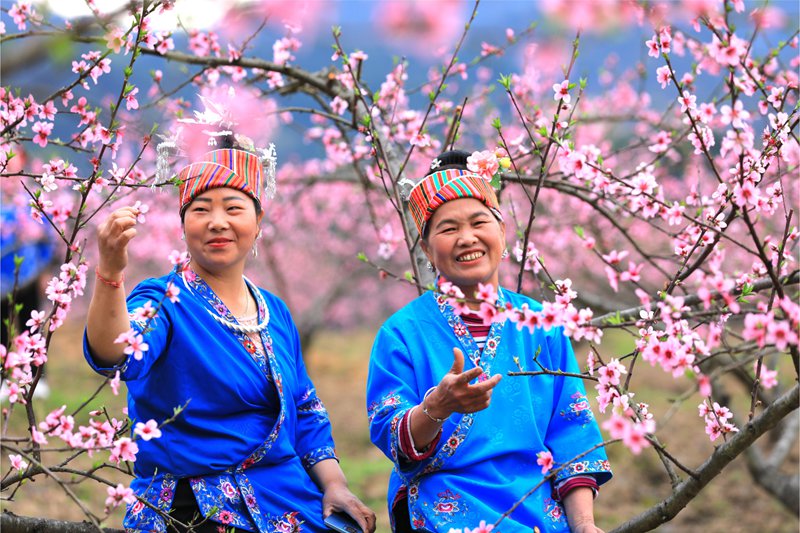 12. 3月27日 苗族婦女們在桃花林裡賞花，對唱苗族歌曲。（潘文 攝）