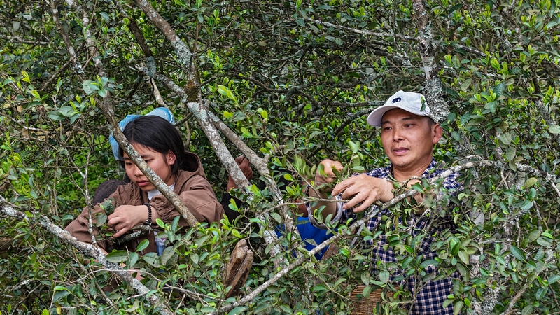 茶農們斜挎著竹簍穿梭在茶壟間，嫻熟地採摘嫩芽。