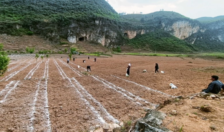 纳雍县化作乡序时推进1500亩大豆玉米良种示范建设项目