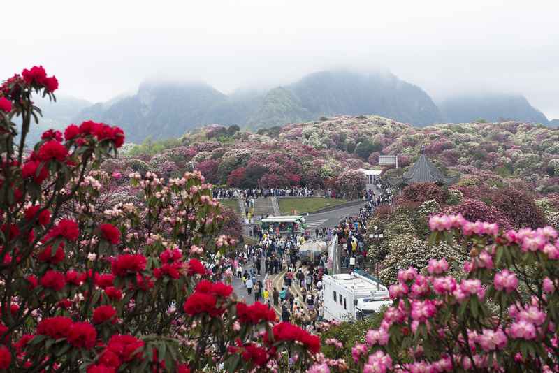4月4日，在貴州畢節百裡杜鵑普底景區五彩亭，游客正在賞花。謝玉江攝
