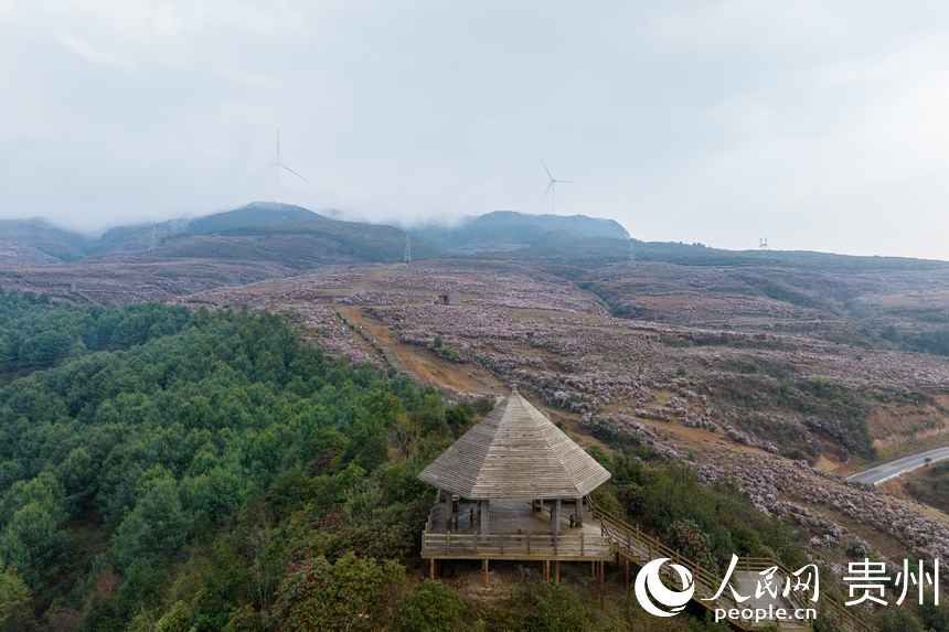 航拍乌蒙大草原上盛开的杜鹃花。人民网记者 涂敏摄