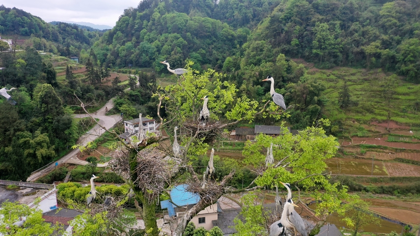 寨坝镇友谊村 数百只苍鹭偕节令如期归来。