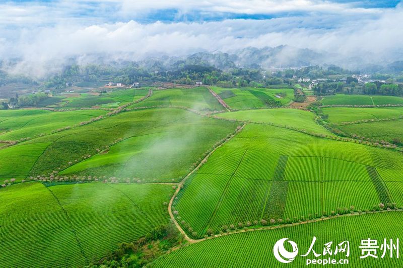  Aerial photograph of the 10000 mu tea sea scenic spot in Meitan County, Zunyi City, Guizhou Province. Photographed by Yang Qian on people.com.cn