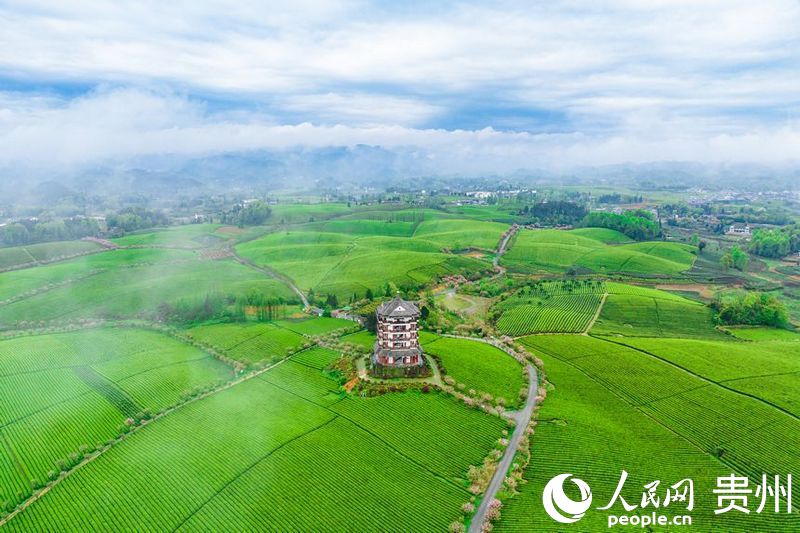 航拍贵州省遵义市湄潭县的万亩茶海景区。人民网记者 涂敏摄