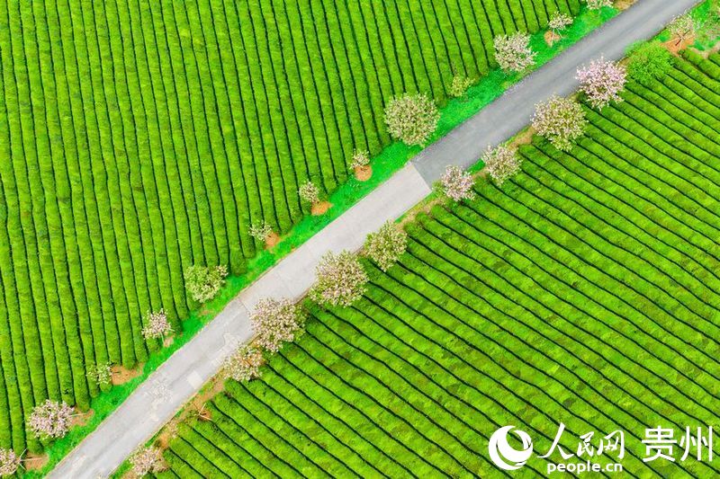 航拍贵州省遵义市湄潭县的万亩茶海景区。人民网 阳茜摄