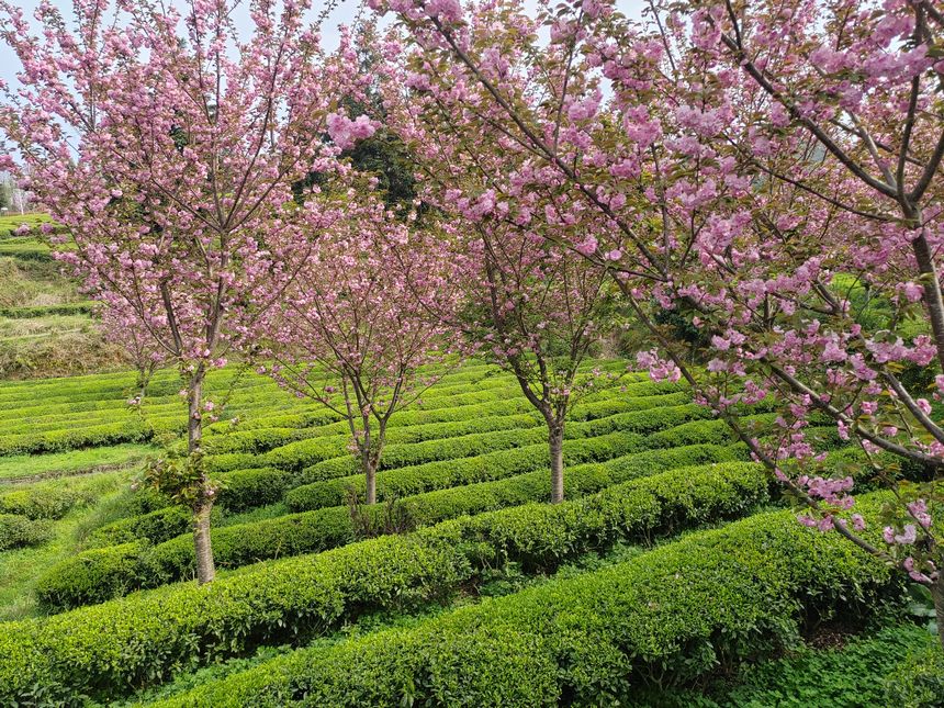  Cherry blossoms are blooming in the provincial ecological tea demonstration park in Xinzhai Town, Yinjiang County.