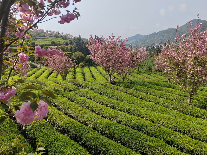 印江县新寨镇省级生态茶叶示范园区的樱花竞相绽放。