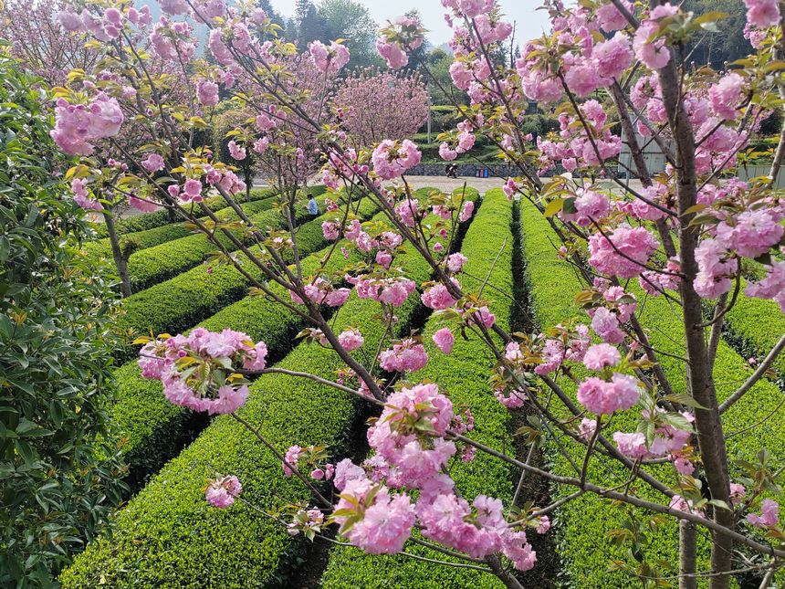 印江县新寨镇省级生态茶叶示范园区的樱花竞相绽放。