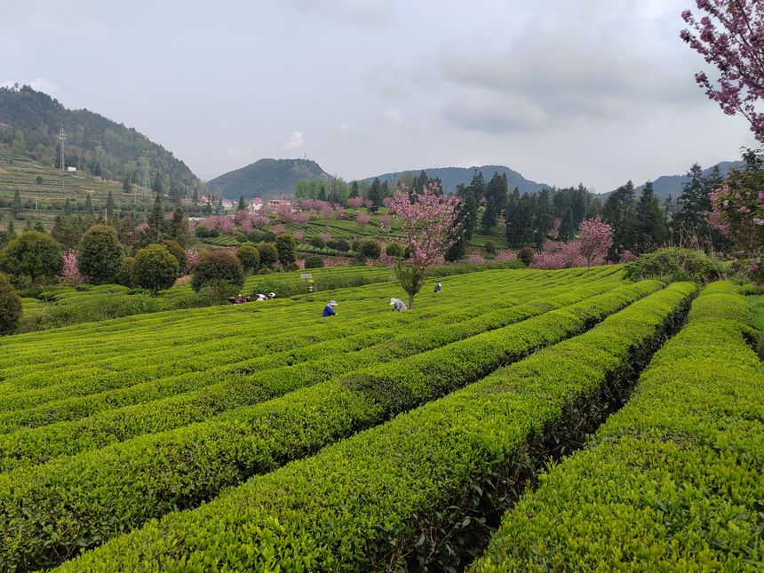 印江縣新寨鎮省級生態茶葉示范園區的櫻花競相綻放。
