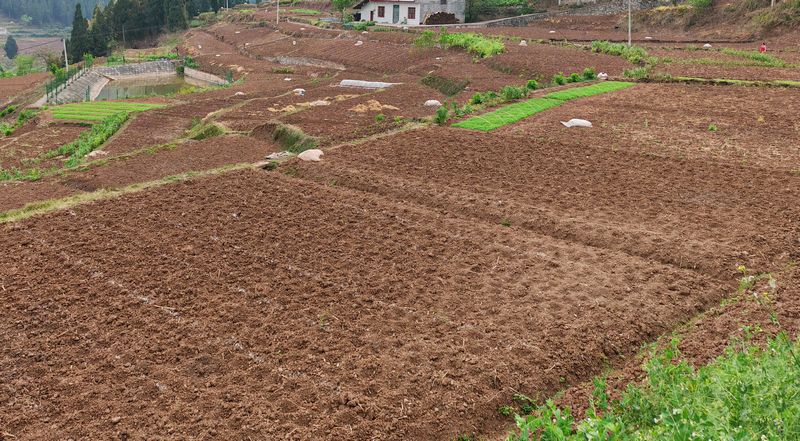 醒民鎮高粱種植基地。