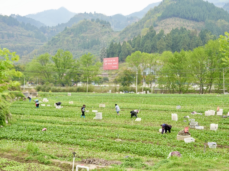 基地一片繁忙。