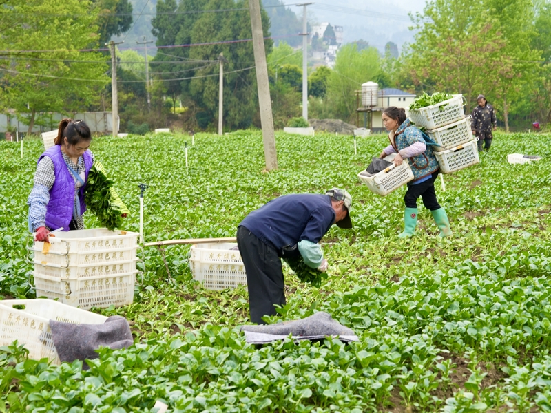 工人在基地采菜。