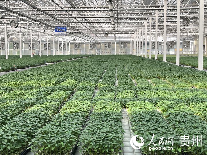 贵州省现代种业集团蔬菜种苗繁育中心育苗温室内一片青翠。人民网 陈洁泉摄