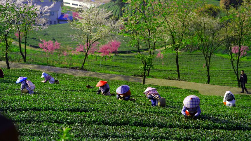 余慶縣鬆煙鎮二龍村的萬畝茶園春茶採摘正當時。金梟梟攝.