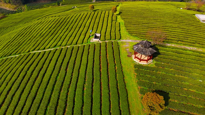 余庆县松烟镇二龙村万亩茶园。金枭枭摄
